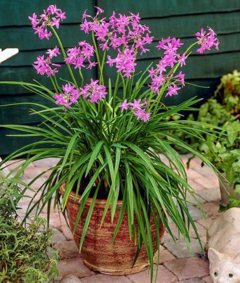 家中常备的4种药,阿司匹林对扦插花卉生根有作用吗