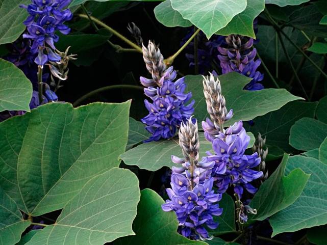 在美国泛滥成灾的植物视频,在美国泛滥成灾的中国物种