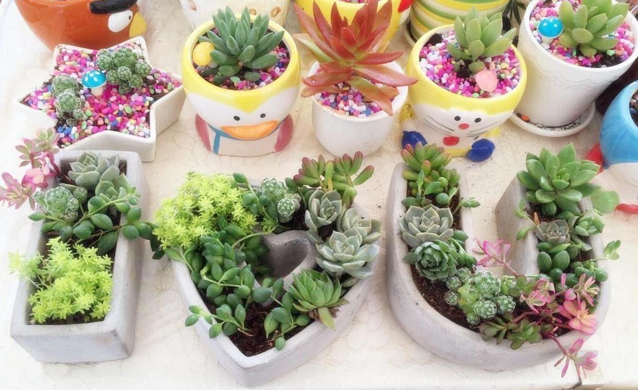 废旧盒子用来养多肉，叶片肥润颜值高，创意十足增添不少乐趣