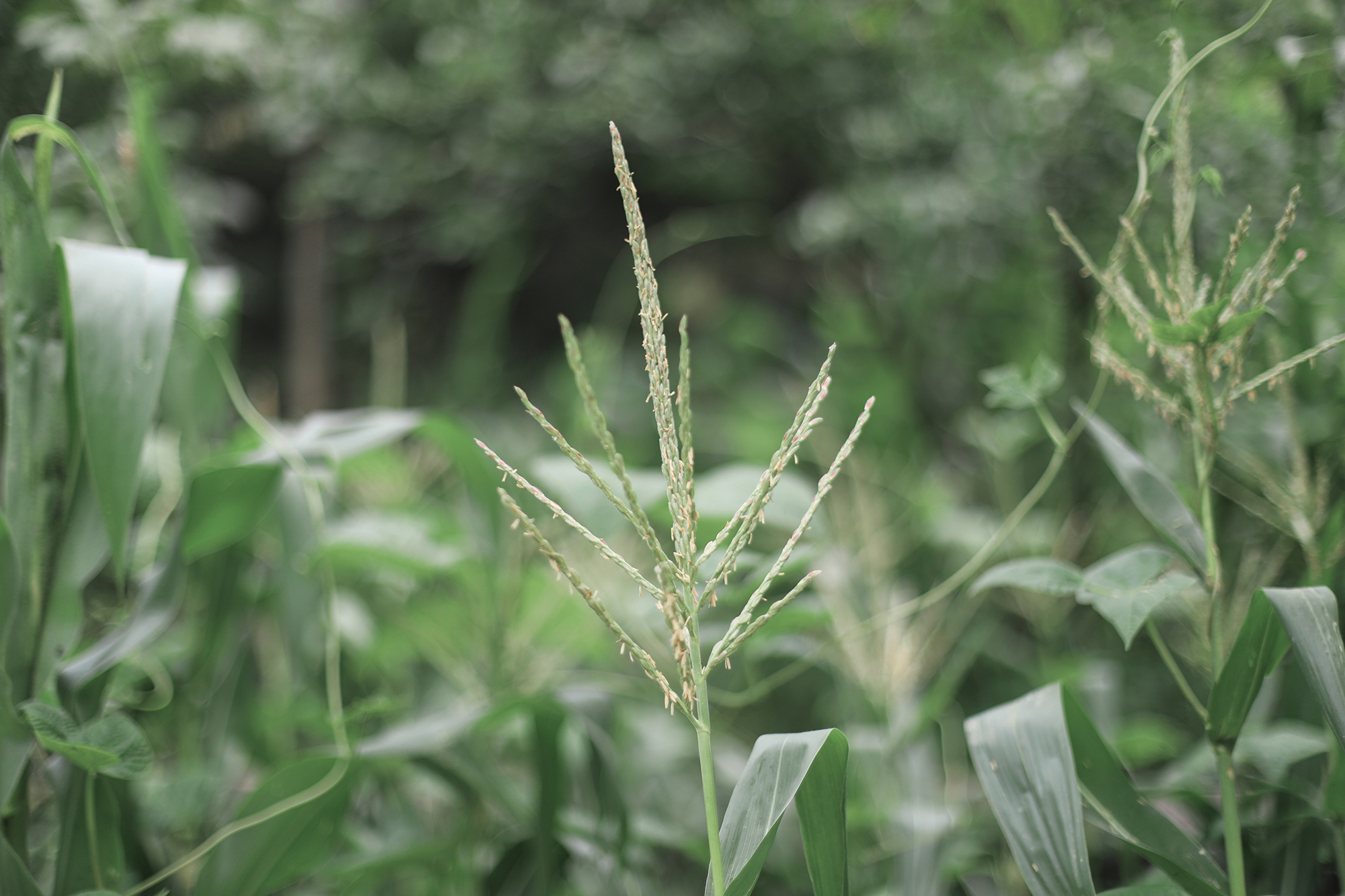 京郊房山登山路线,房山东港登山步道