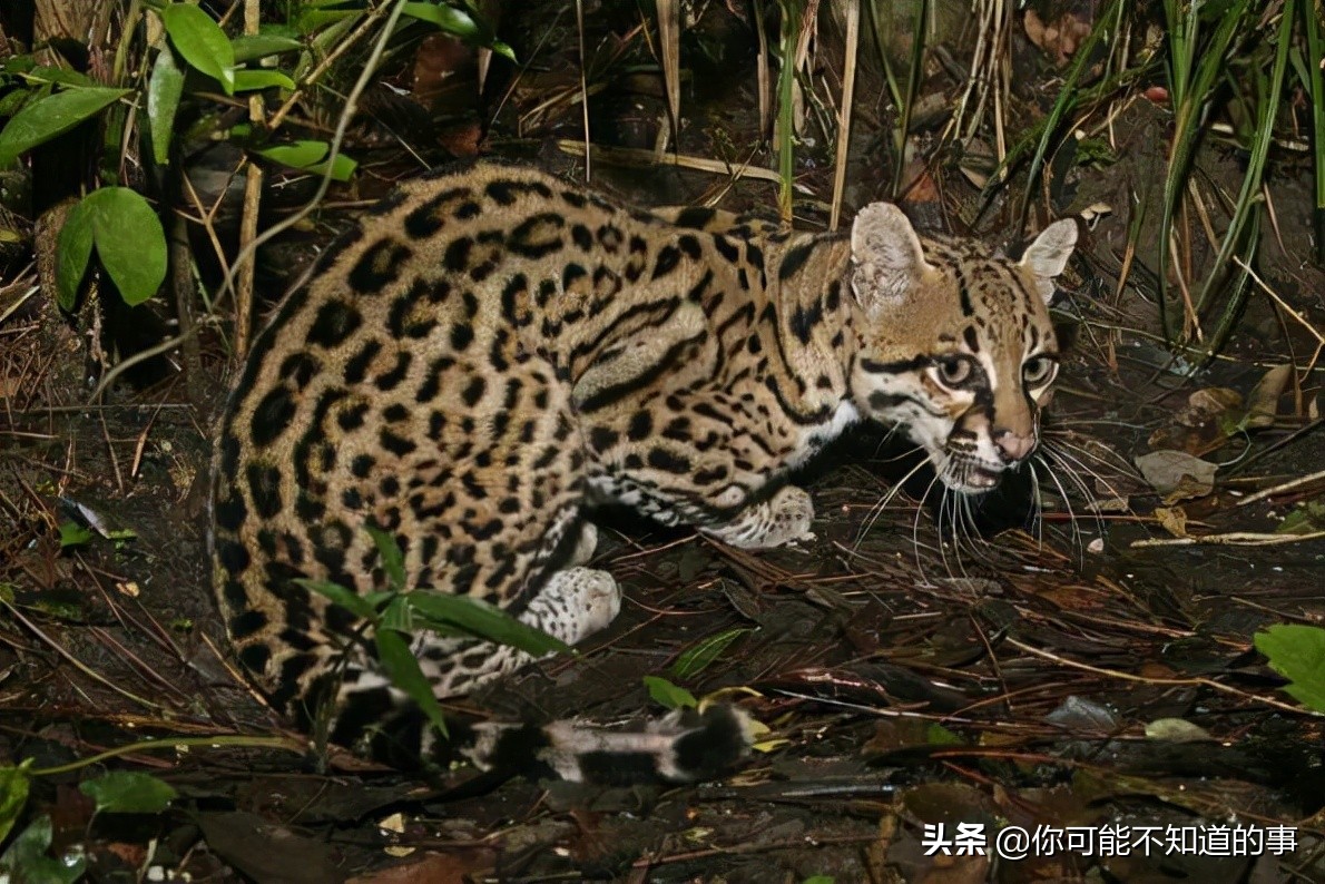 十大禁养名猫排行,10大禁养猫