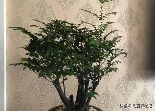 黄檀植物,和小叶紫檀最相似的植物是什么