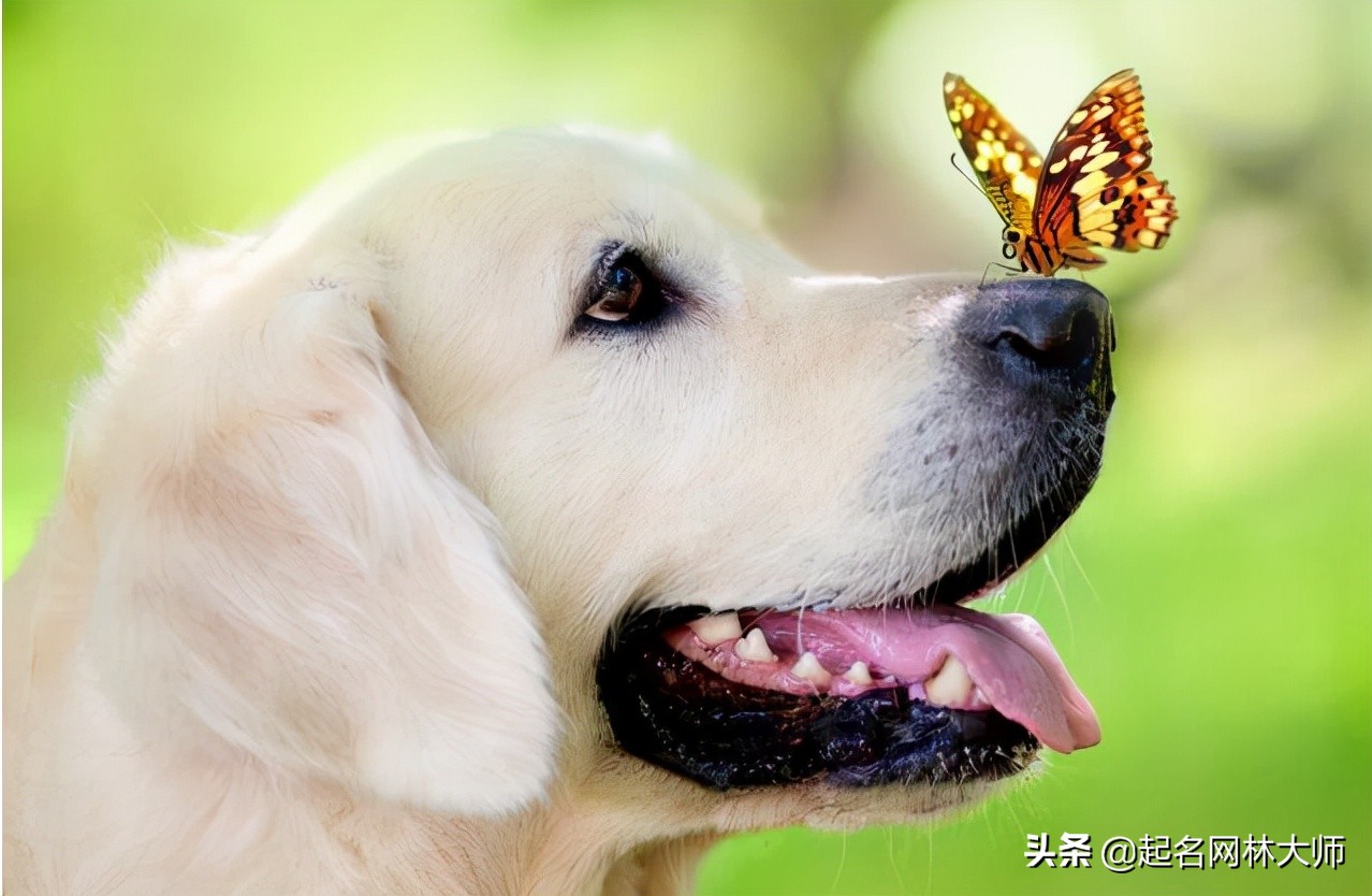 时尚潮流狗狗名字,有趣的狗狗名称