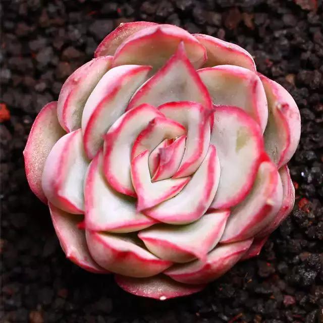 推荐轻松玩转100种常见多肉植物,700种多肉植物图鉴pdf百度云