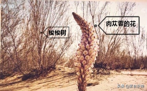 沙漠人参肉苁蓉哪里的最好,肉苁蓉生长环境与沙漠优势