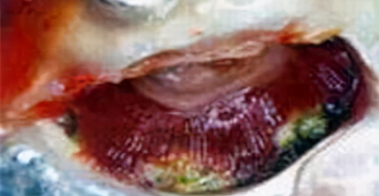 小龙鱼疾病,龙鱼突发疾病