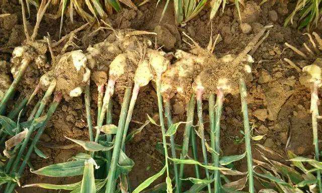 无公害生姜生产,生姜田间种植高产技术讲解