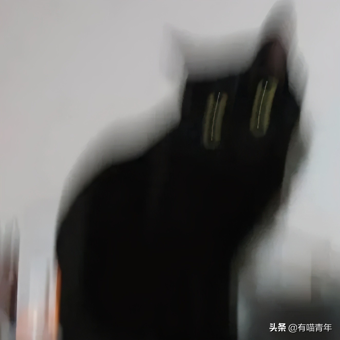 橘猫为什么是魔鬼,橘猫的恐怖之处