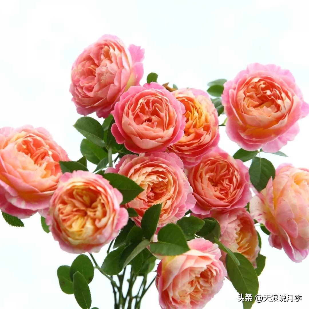 四月最浪漫的蔷薇花,最浪漫的四月花