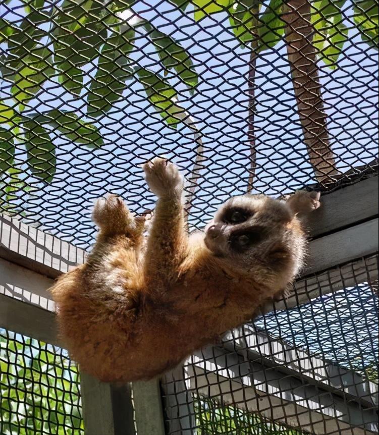 云南德宏一级保护动物蜂猴,云南德宏蜂猴视频