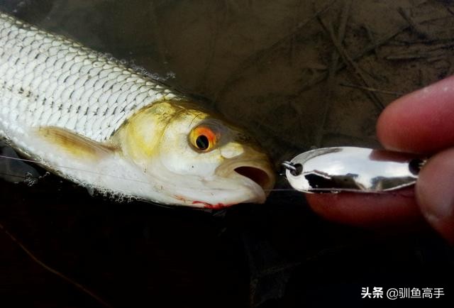 路亚马口瓜子亮片怎么防止脱钩,路亚马口亮片钓组正确组装方法