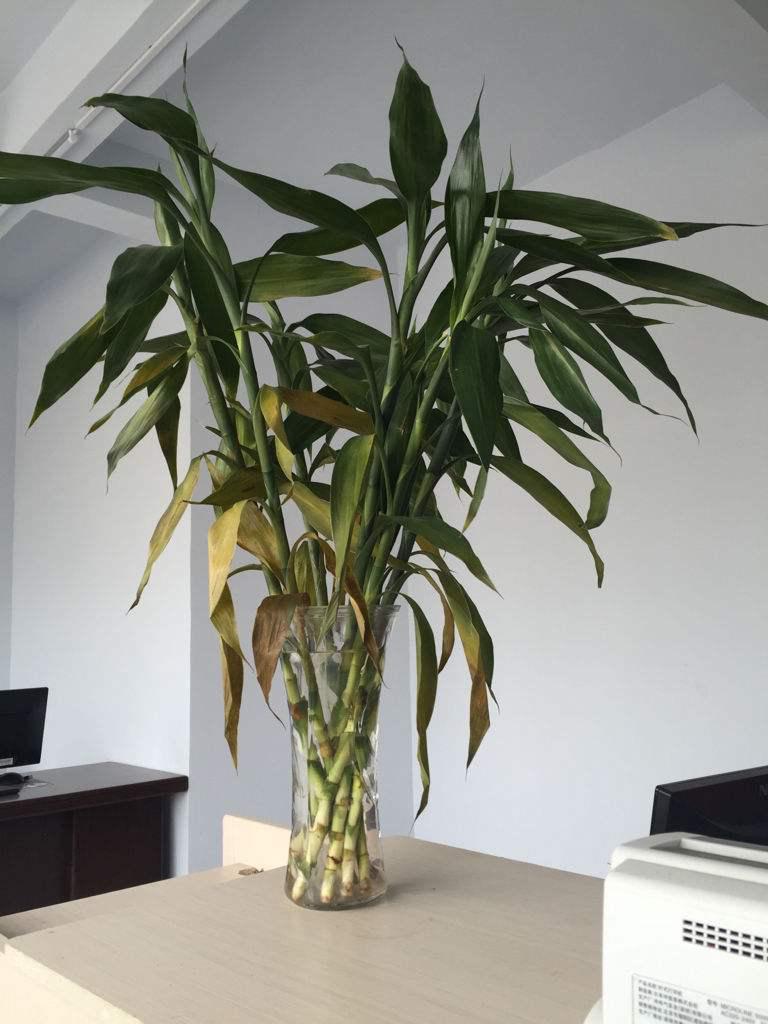 养花水多了烂根怎么办,水培养花水浑浊可以吗