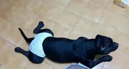 狗狗生理期突然来袭，铲屎官动手DIY，真是不给汪留一点情面