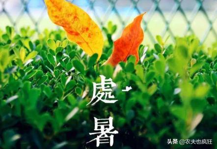 处暑早处暑好还是晚处暑好,处暑下雨愁死人啥意思