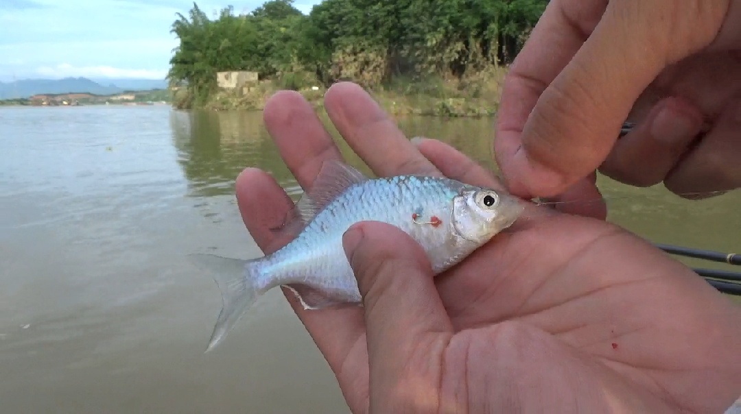 野钓鲫鱼小白条闹窝怎么解决,野钓遇杂鱼闹窝咋办