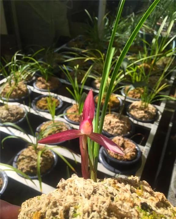 云南玉溪早年下山的一颗春兰红花素，现在成为市场炙手可热的精品