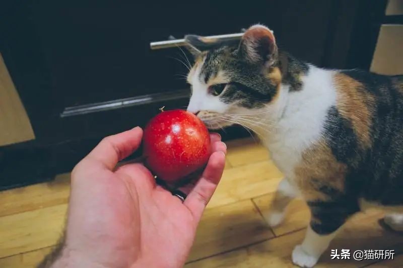 猫为啥爱吃植物,猫爱吃鸡肉还是虾肉