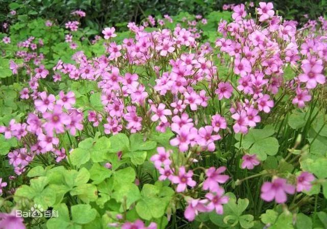 白花三叶草治什么病,白花三叶草怎么清除