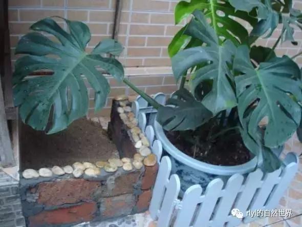 最好养的半水龟排行,半水龟饲养环境简单