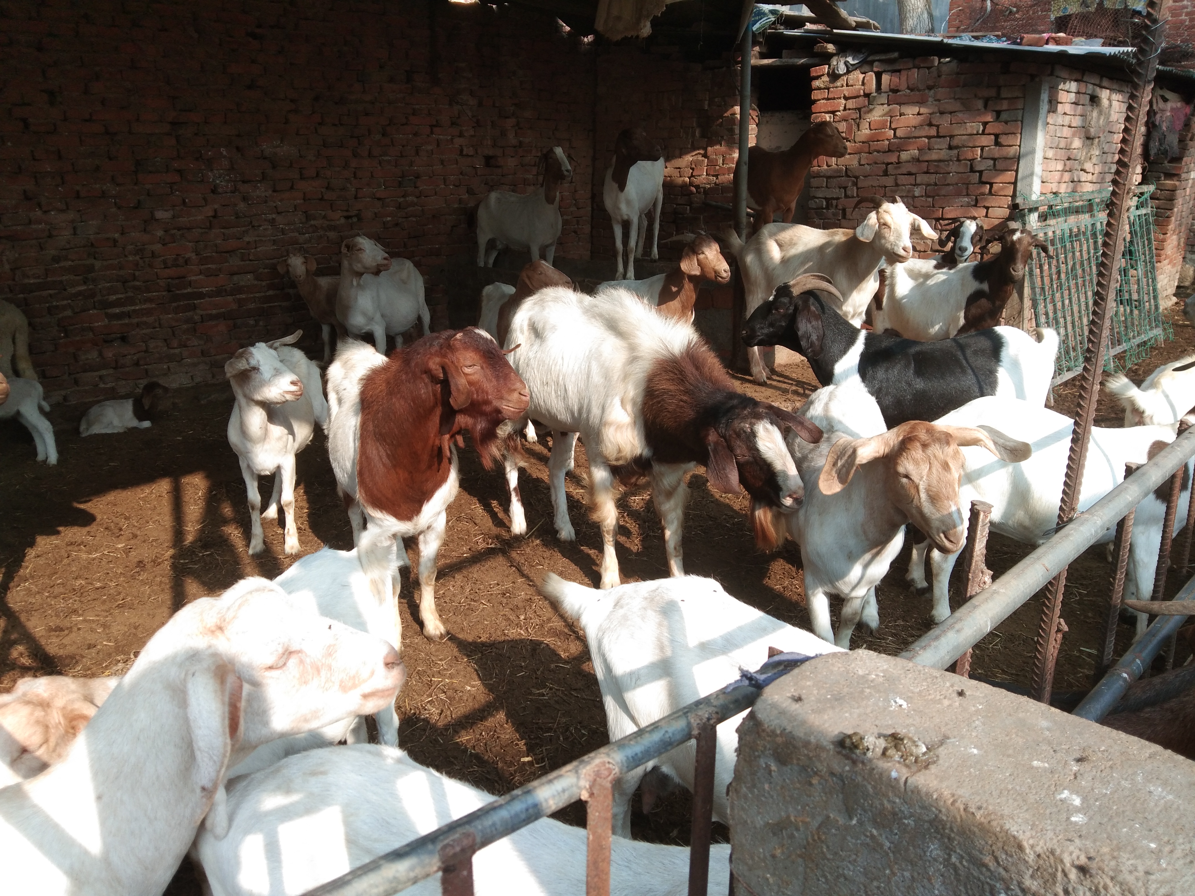 养羊中常遇到的几种母羊不受孕的原因，及其治疗方法、注意事项