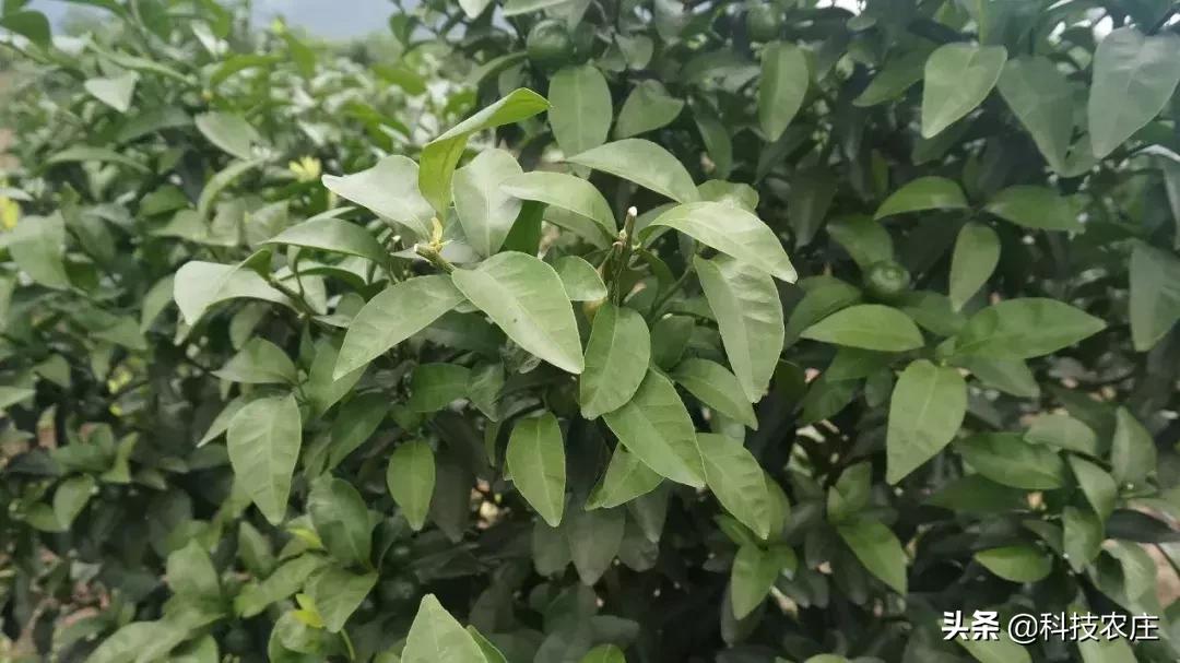 8月份果树植保管理技术要点,8月不努力9月徒伤悲