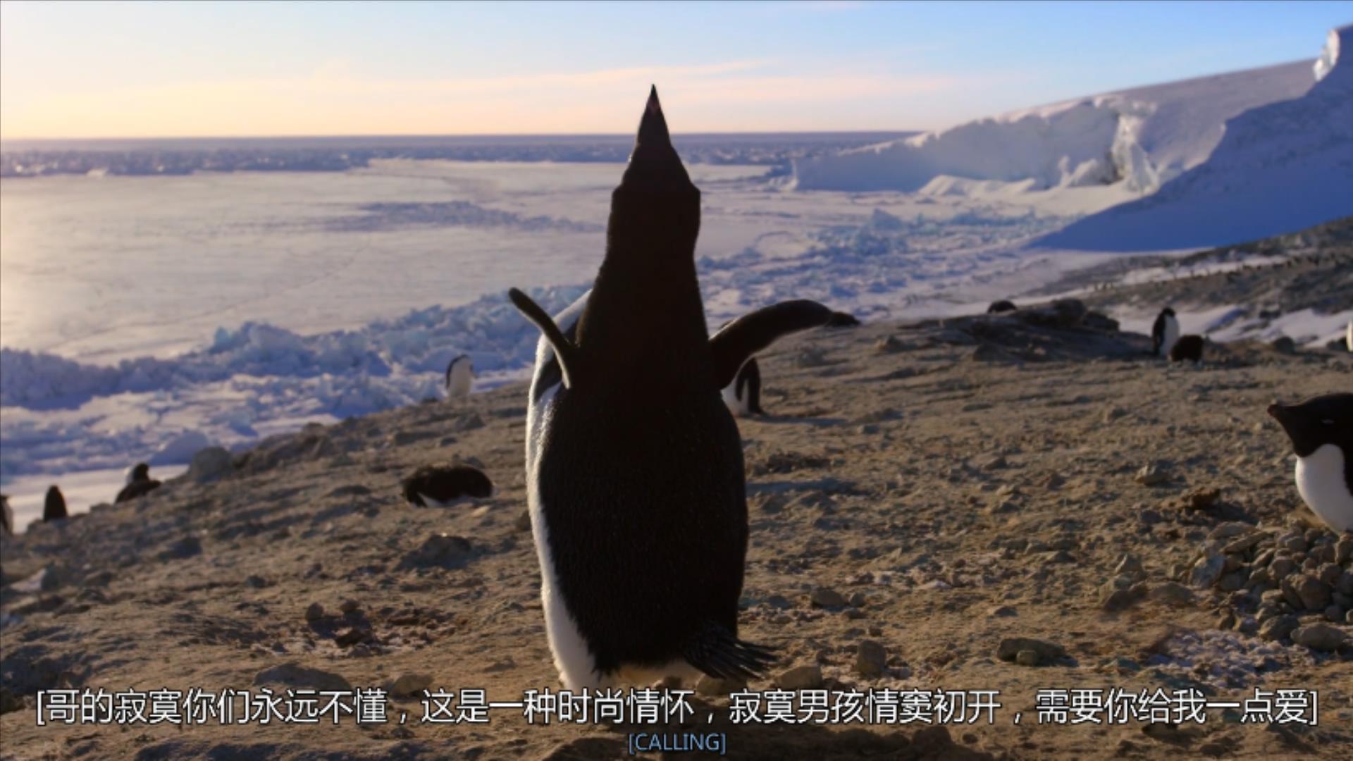 大过年的，被这些小萌萌给笑掉了头