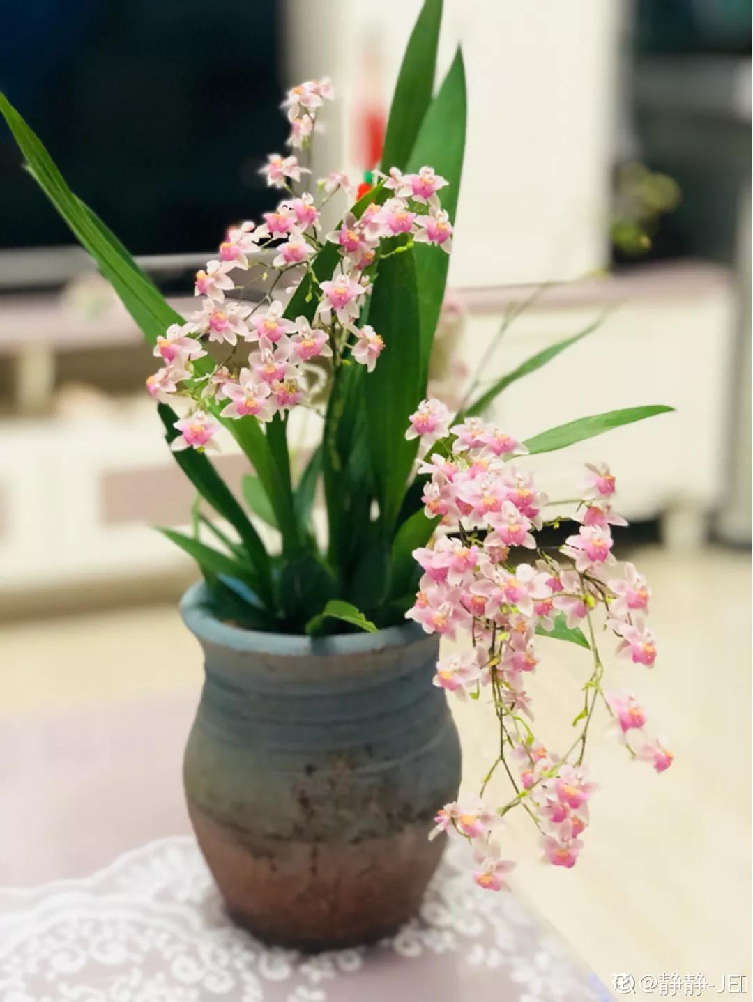 12星座该养什么花最好,12星座专属养的花是什么