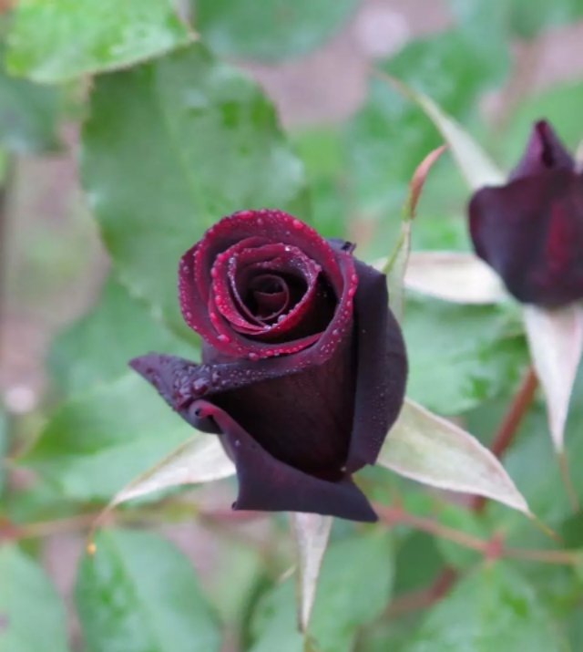 红的月季花,红的发黑玫瑰品种