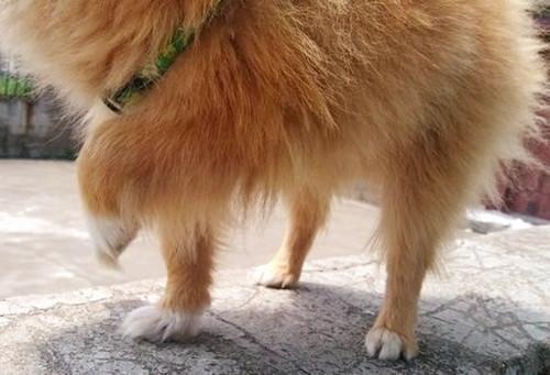 给狗狗穿衣服狗狗调皮怎么办,冬天了不给狗狗穿衣服狗狗会冷吗