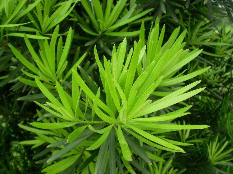 罗汉松树冬季黄叶枯枝正常吗,罗汉松叶子发霉黄叶怎么治疗