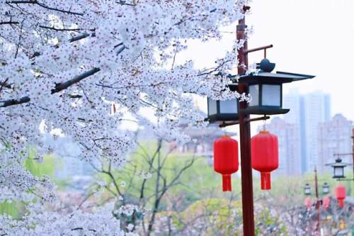 西安的夏天是什么颜色的,西安的春天有多美