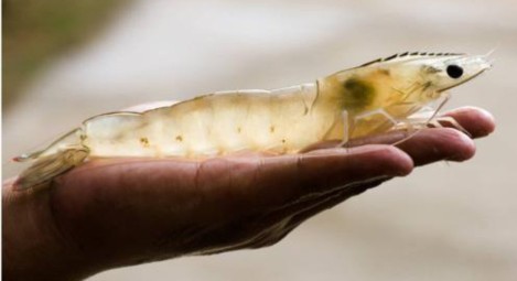 明虾和基围虾是一个虾吗,明虾和白对虾基围虾的价格