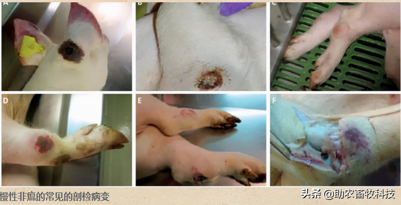 有没有很好预防非瘟的药物及方法,怎么预防非瘟最有效