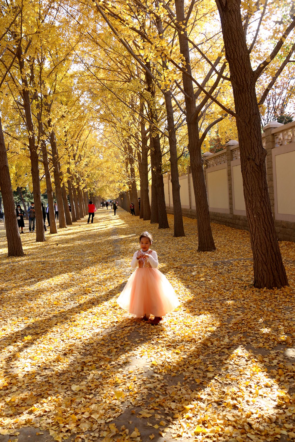 北京钓鱼台国宾馆银杏树大道,北京钓鱼台银杏大道图片