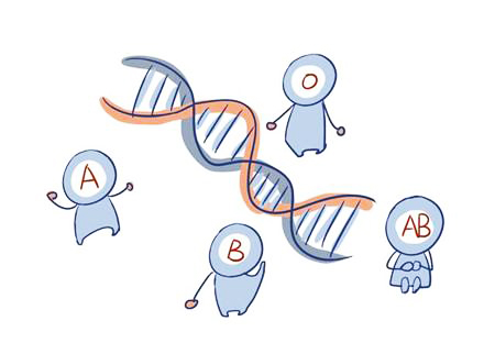 稀有血型排名前五看这里,稀有血型为什么不要轻易暴露