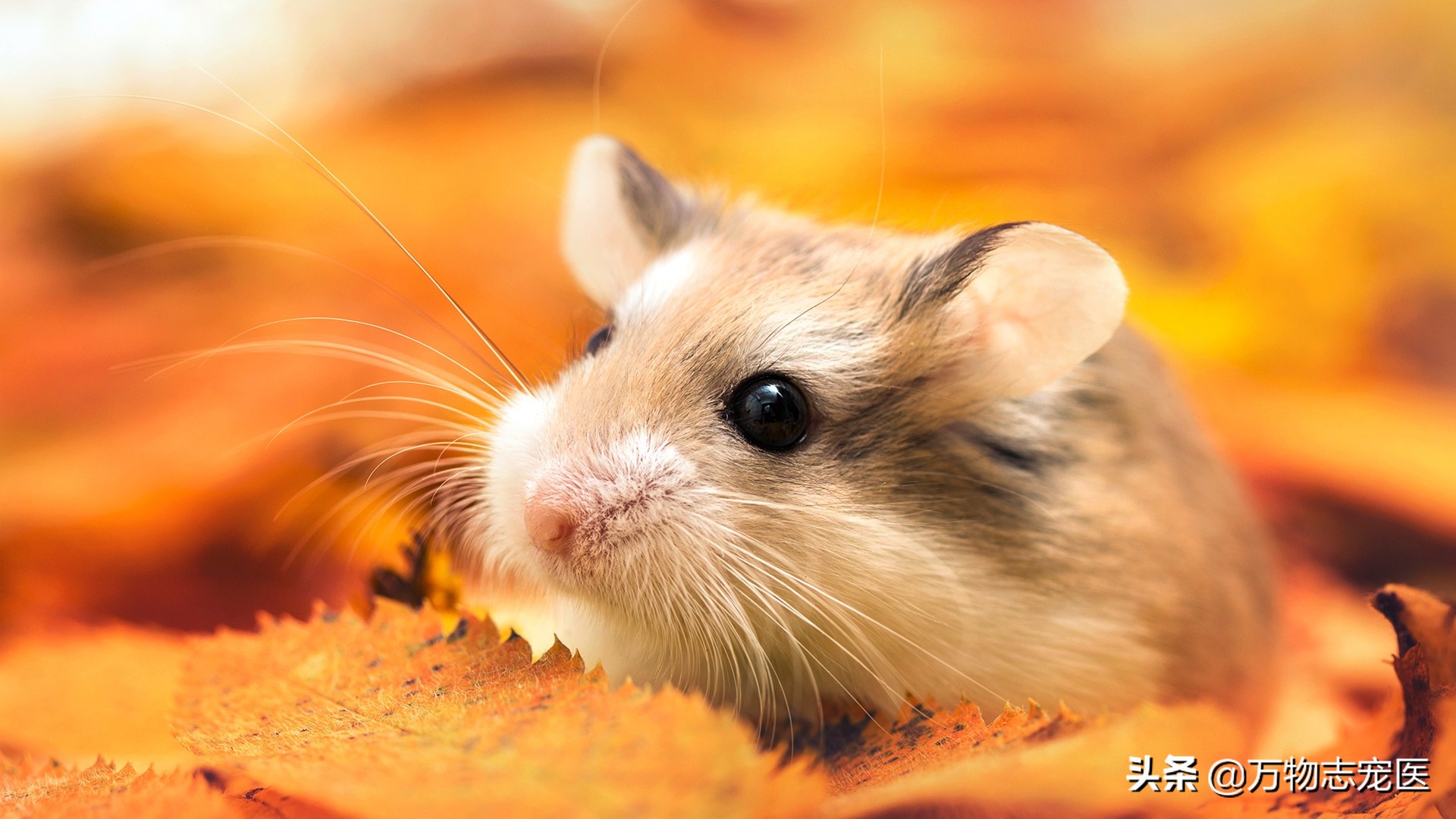 仓鼠的一些常见病和解决办法,养仓鼠的注意事项和常识