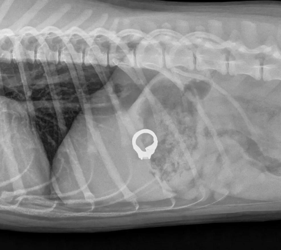 斗牛犬总吃不饱,斗牛犬为什么不爱动