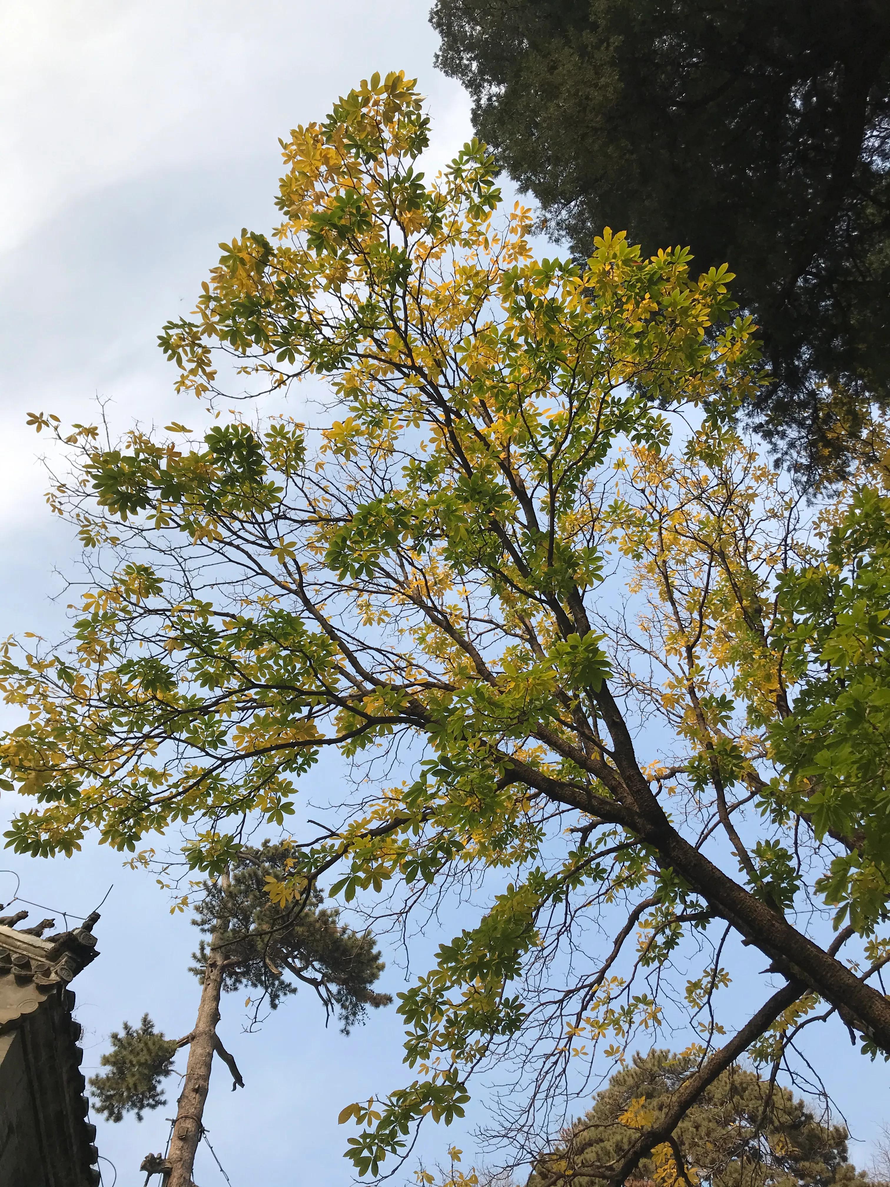 浼楃敓涓嶈,浼楃敓铏氬够