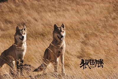 狼图腾巨大争议,狼图腾旷世奇书