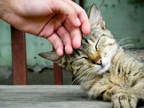 发现一只流浪猫有猫癣怎么帮助它,遇到流浪猫怎么配合