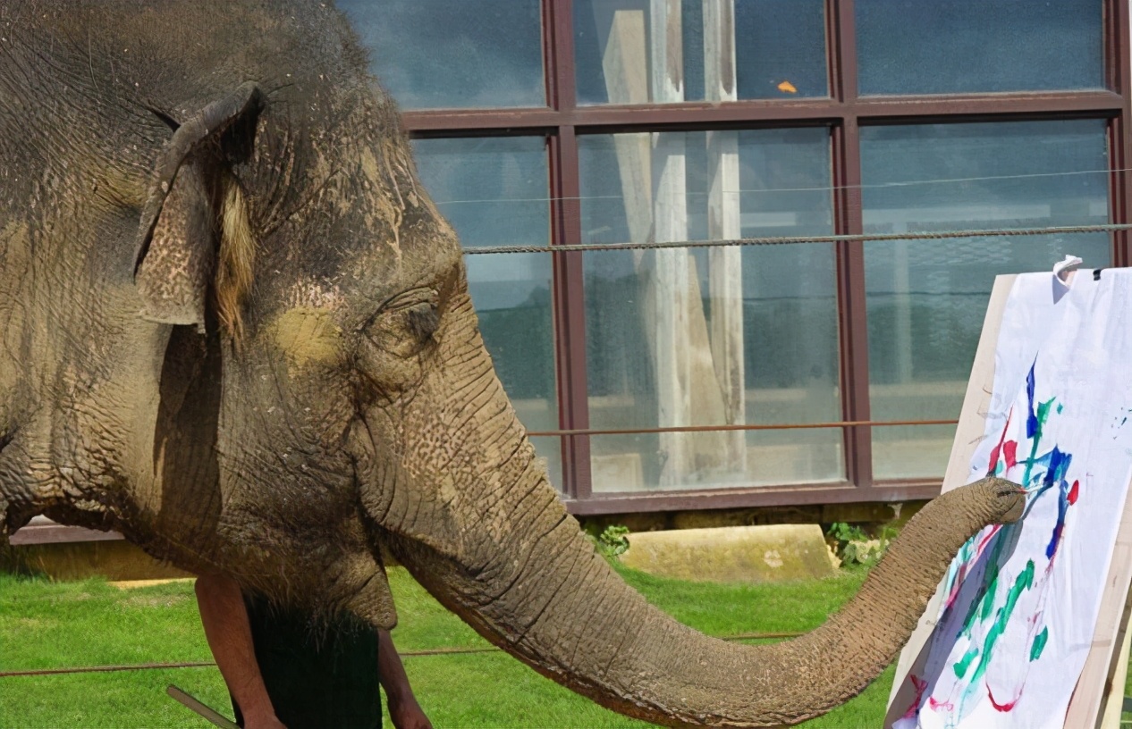 大象鼻子为什么不怕水淋,为什么大象鼻子不容易呛水