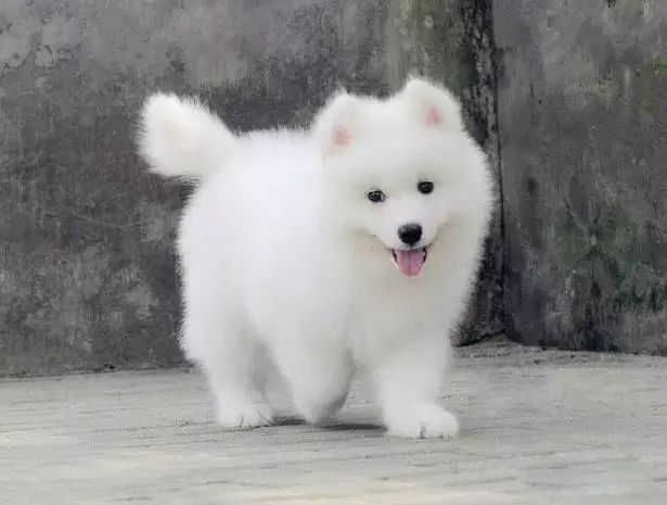 45种名犬大全,72种名犬图片附介绍