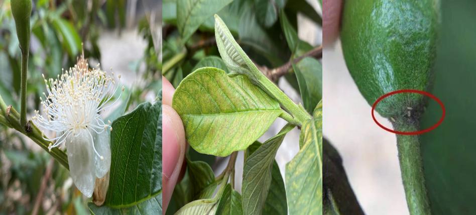 番石榴蓟马怎么治,石榴花期如何防治蓟马