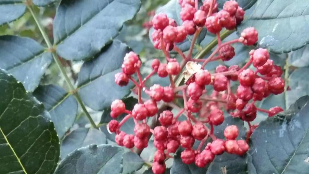 自己种的花椒几月采摘,如何采花椒树视频