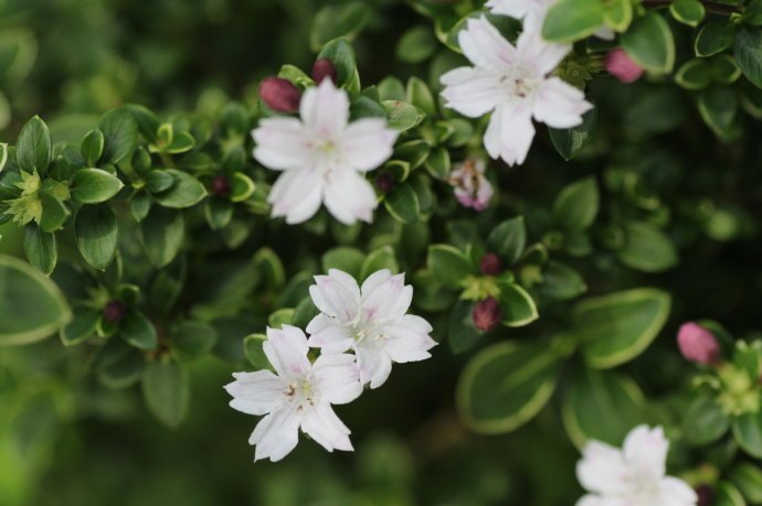 六月雪干枯后急救方法,六月雪干枯了还有救吗