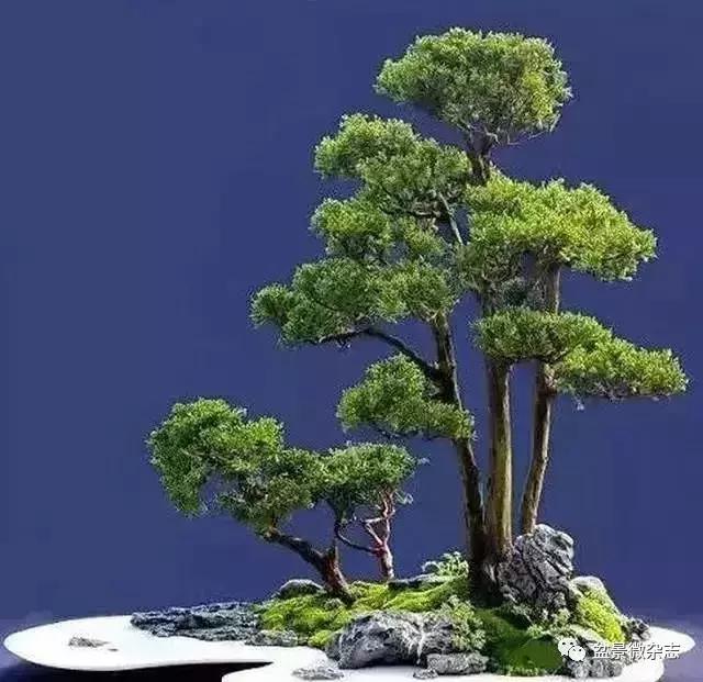 盆景大师的独到眼光,盆景技艺