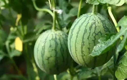 西瓜的炭疽病和枯萎病怎么区别,西瓜蔓枯病和炭疽病有什么区别