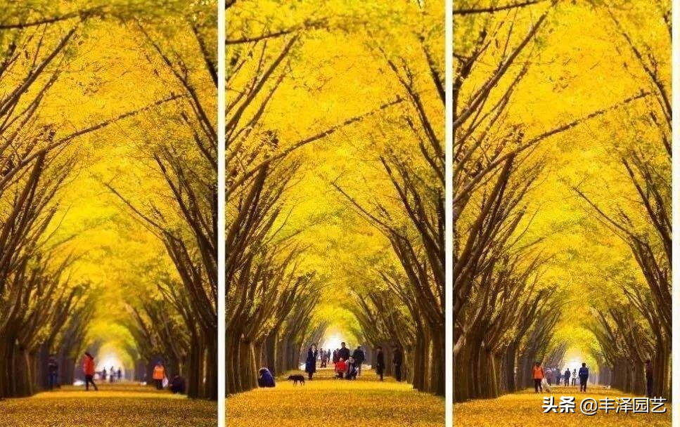 2022银杏树行情分析,银杏树最新行情