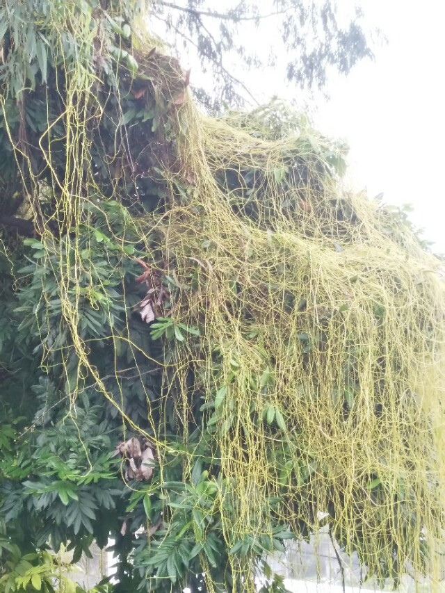 菟丝子传说故事,菟丝子的典故是什么