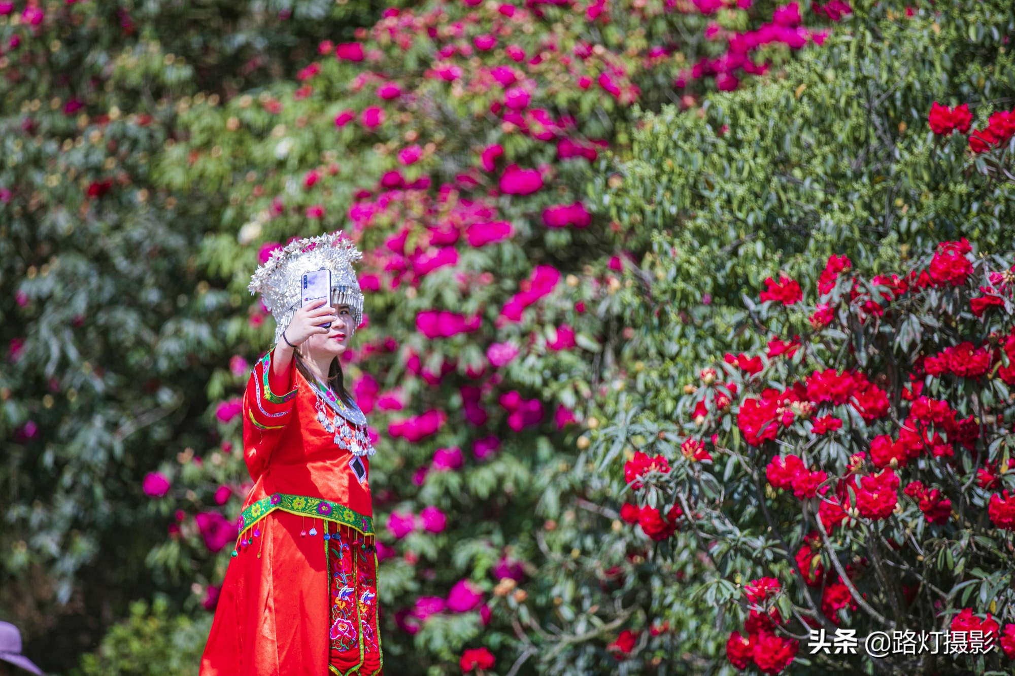 世界之最贵州毕节百里杜鹃花,毕节百里杜鹃花游记